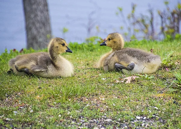 Pair Gosling Resting Lake Shore — Stock Photo, Image