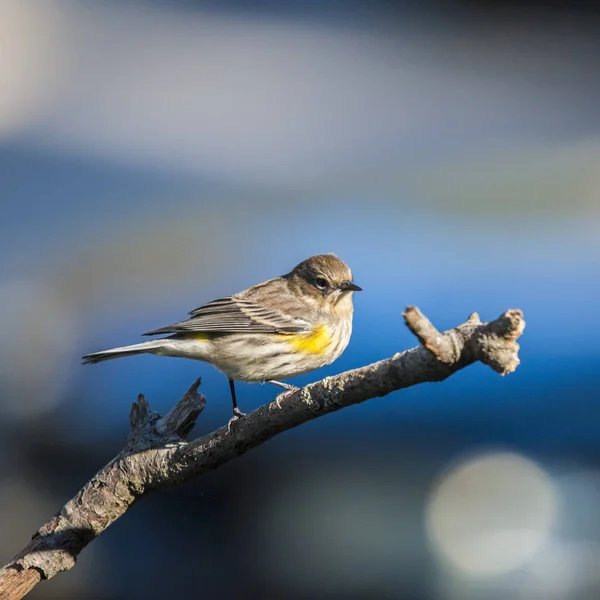 Gula Rumped Skogssångare Uppflugna Gren — Stockfoto