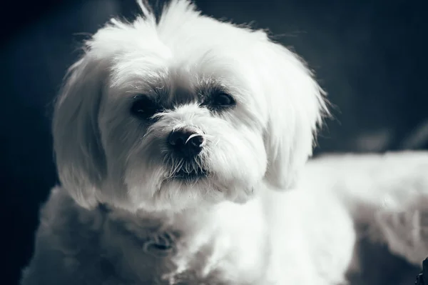 Maltese dog sitting against white background