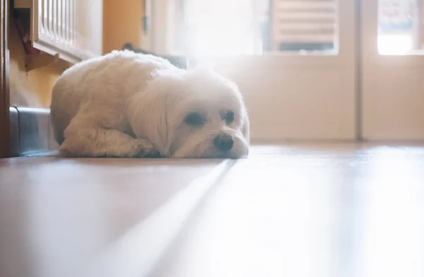 Maltese dog sitting against white background