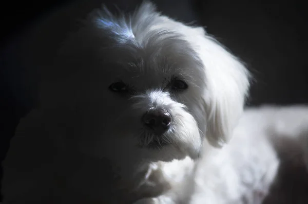 Maltese dog sitting against white background