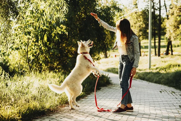 Jeune Fille Caucasienne Dressant Son Chien Sibérien Blanc Dans Parc — Photo