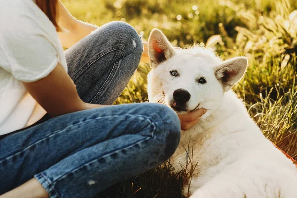 Aranyos Vicces Fehér Szibériai Husky Fűben Gazdája Vizsgálja Kamera Portréja — Stock Fotó