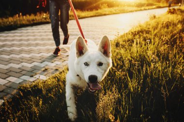 Gün batımında çimenlerin üzerinde rahat giyim ve açık jaws ile kameraya bakıyor kırpma kadınla yürümek leash üzerinde şirin mutlu beyaz köpek