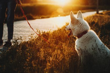Arkadan aydınlatmalı arka plan günbatımı Park'ta kaldırımda duran kırpma kadın sahibi ile yüksek çimenlerin üzerinde oturan beyaz köpek görünüşü