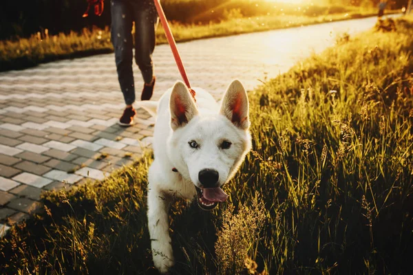 Gün batımında çimenlerin üzerinde rahat giyim ve açık jaws ile kameraya bakıyor kırpma kadınla yürümek leash üzerinde şirin mutlu beyaz köpek