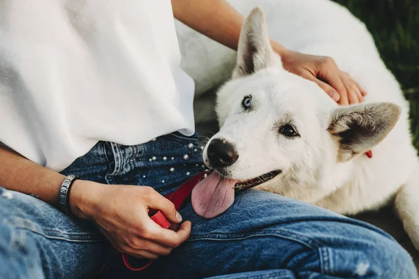 Női Alkalmi Ruha Lábát Simogatta Fejét Szép Fehér Kutya Heterochromia — Stock Fotó