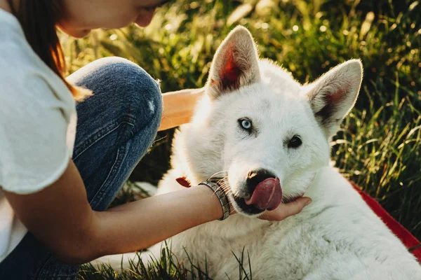 Vista Colheita Abraços Femininos Acariciando Suavemente Cão Branco Com Heterocromia — Fotografia de Stock
