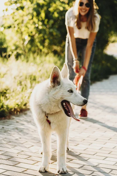 Ładny Pies Otworzyć Usta Stojący Drodze Cegły Pobliżu Niewyraźne Kobieta — Zdjęcie stockowe