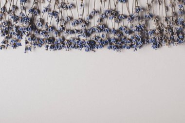 Gri zemin üzerine mavi taze çiçekler satır yukarıda