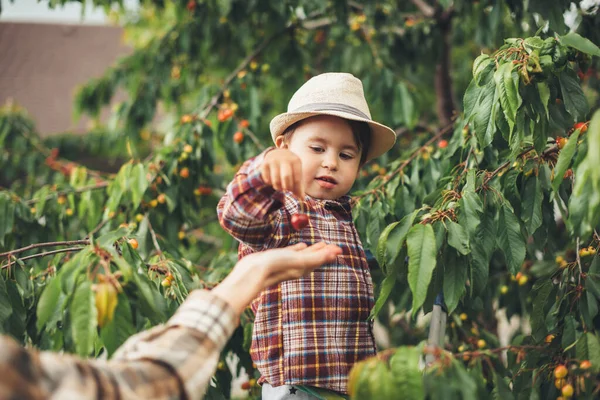 Vorsichtiger Kaukasier mit Hut schenkt seiner Mutter Kirschen, die am Baum steht — Stockfoto