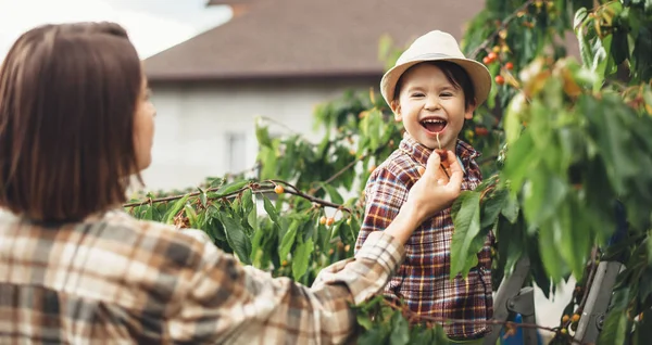 Junge Mutter und ihr Sohn essen Kirschen vom Baum mit einer Leiter zum Aufstehen — Stockfoto