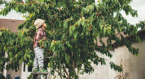 Bonito menino caucasiano pegar cerejas da árvore usando um chapéu e usando uma escada — Fotografia de Stock