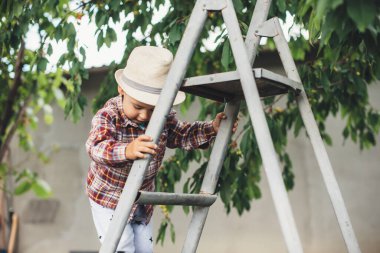 Ağaçların yanındaki bahçede kiraz yemek için merdivenleri kullanan beyaz şapkalı çocuk.