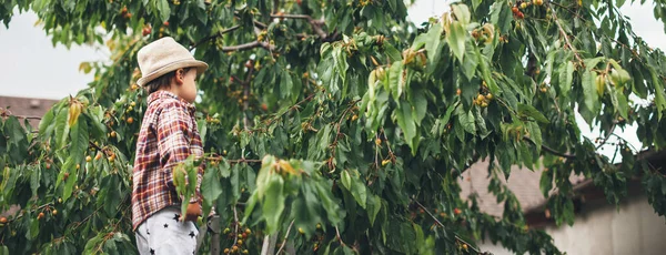 Foto vista lateral de um menino caucasiano usando um chapéu no jardim comendo cereja da árvore — Fotografia de Stock