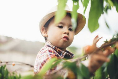 Güneşli bir günde kiraz yiyen küçük beyaz çocuk yeşil yapraklarla ağaca tırmanıyor.