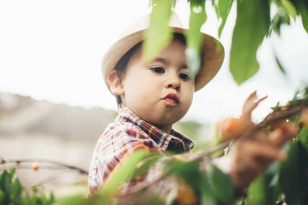 Menino caucasiano pequeno comendo cerejas em um dia ensolarado enquanto trepa árvore com folhas verdes — Fotografia de Stock