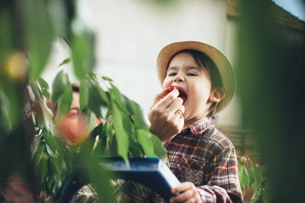 Kaukasischer Junge mit Hut pflückt Kirschen vom Baum und verbringt Zeit durch grüne Blätter — Stockfoto