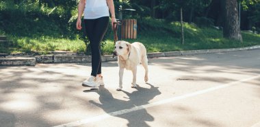 Güneşli bir yaz gününde köpeğiyle parkta yürüyen bir golden retriever 'ın beyaz sahibi.