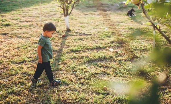 Kleiner kaukasischer Junge, der an einem sonnigen Sommertag allein in einem Park zwischen Bäumen spaziert — Stockfoto
