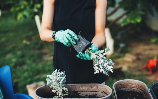 手袋を身に着けている白人女性は家の裏庭に花を入れています — ストック写真