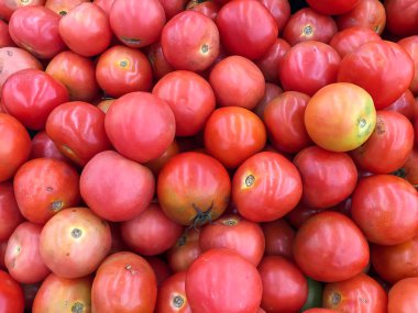 Shiitake Arka Plan ve desen.