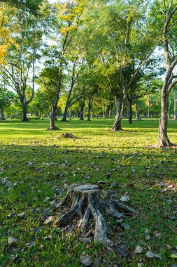 Tree Garden kesildi ve birçok ağaç Phutthamonton Nakhon Pathom Tayland sabah güneşin doğuşundan aydınlatma var.