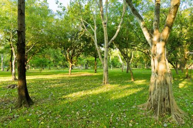 Birçok ağaç ile Bahçe Phutthamonton Nakhon Pathom Tayland sabah gündoğumu aydınlatma var.