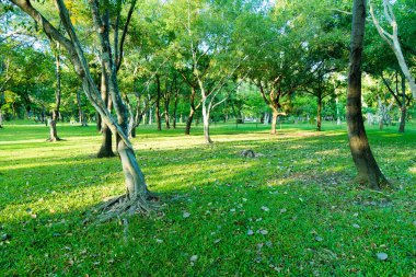 Birçok ağaç ile Bahçe Phutthamonton Nakhon Pathom Tayland sabah gündoğumu aydınlatma var.