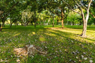 Tree Garden kesildi ve birçok ağaç Phutthamonton Nakhon Pathom Tayland sabah güneşin doğuşundan aydınlatma var.