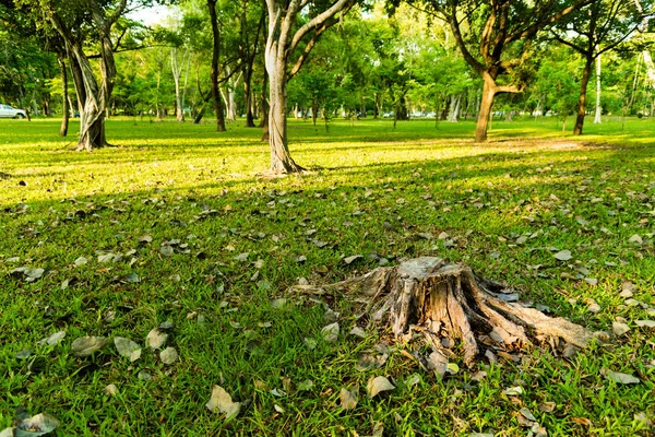 Tree was cut in Garden and many tree has lighting from sunrise in the morning at Phutthamonton Nakhon Pathom Thailand.