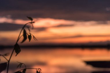 Günbatımı zaman ve alacakaranlık silüeti arka plan ile bulanıklık Leafe.