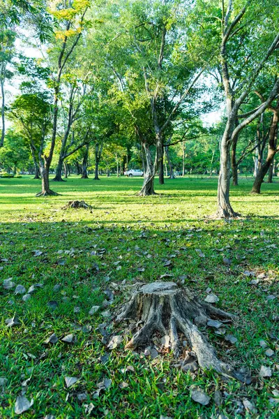 Arbre Été Coupé Dans Jardin Nombreux Arbres Éclairage Lever Soleil — Photo