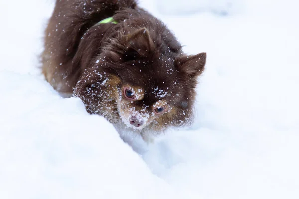 Shih Tzu Hond Heeft Het Spelen Van Sneeuw Winter Seizoen — Stockfoto