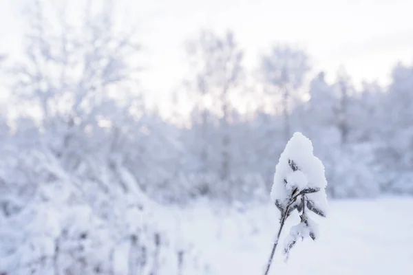 Fleur Recouvert Neige Épaisse Saison Hivernale Laponie Finlande — Photo