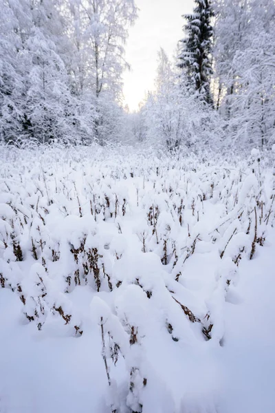 Çiçek Finlandiya Nın Laponya Kentinde Kış Mevsiminde Yoğun Karla Kaplıdır — Stok fotoğraf