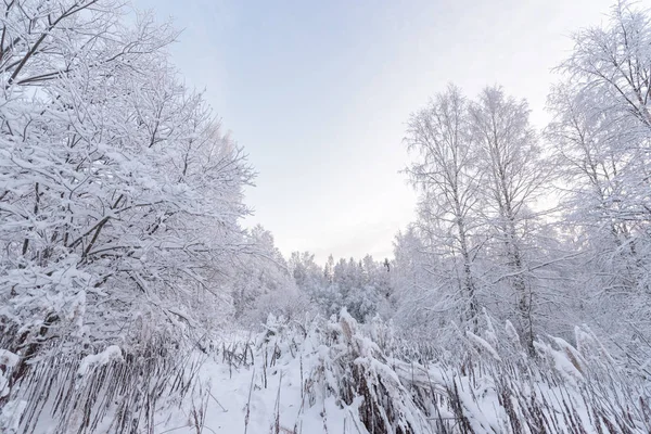 Der Wald Ist Winter Lappland Finnland Mit Starkem Schnee Bedeckt — Stockfoto
