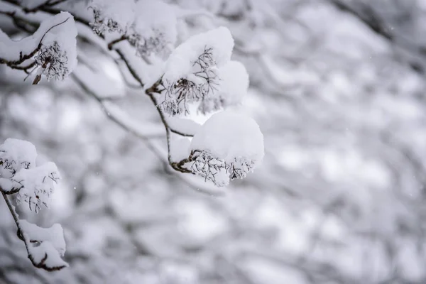 Ağaç Dalı Finlandiya Nın Laponya Kentinde Kış Mevsiminde Yoğun Karla — Stok fotoğraf