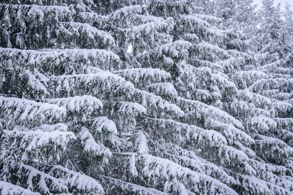 Ветка Дерева Зимой Покрылась Обильным Снегом Лапландии Финляндия — стоковое фото