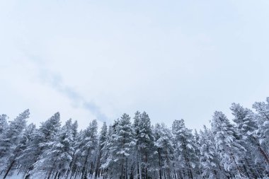 Finlandiya Laponya 'da kış mevsiminde orman yoğun kar ve kötü hava durumuyla kaplıdır..