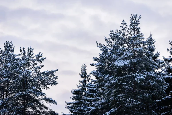 Floresta Tem Coberto Com Neve Pesada Temporada Inverno Lapônia Finlândia — Fotografia de Stock