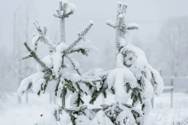 Tak Van Boom Bedekt Met Zware Sneeuw Het Winterseizoen Lapland — Stockfoto