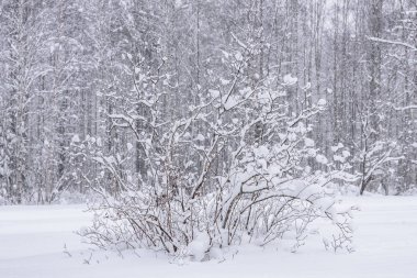 Ağaç dalı Finlandiya 'nın Holiday Village Kuukiuru şehrinde kış mevsiminde yoğun kar ve kötü havayla kaplıdır..