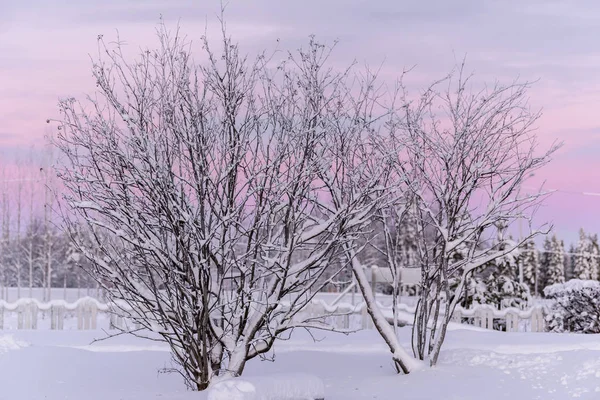 Ветка Дерева Покрыта Обильным Снегом Закатом Зимний Сезон Holiday Village — стоковое фото
