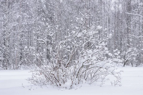 Ağaç Dalı Finlandiya Nın Holiday Village Kuukiuru Şehrinde Kış Mevsiminde — Stok fotoğraf