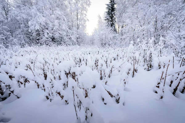 花はフィンランドのラップランドで冬の季節に大雪で覆われています — ストック写真