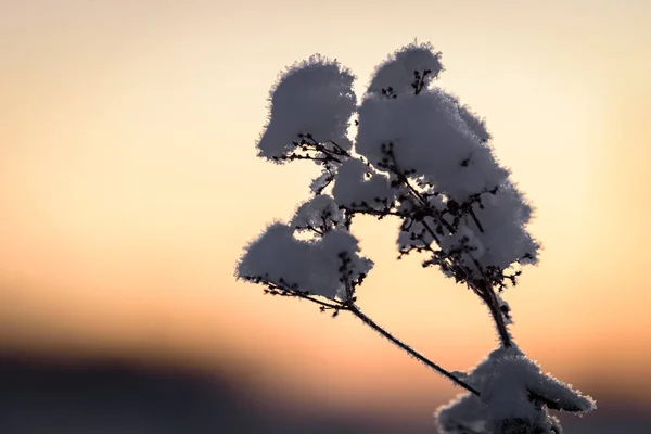 Finlandiya Nın Holiday Village Kuukiuru Şehrinde Kış Mevsiminde Yoğun Kar — Stok fotoğraf