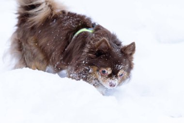 Shih tzu köpeği kış mevsiminde Helsinki 'de kar oynuyor., 