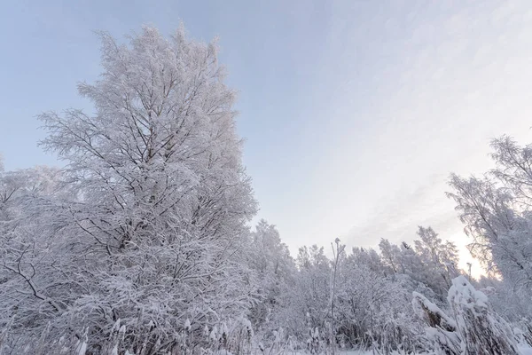 La forêt a couvert de neige épaisse en hiver à Lapla — Photo