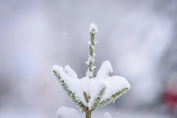 The branch of tree has covered with heavy snow in winter season — Stock Photo, Image